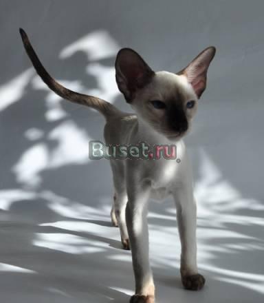 Ориентальный (сиамский) котенок Москва