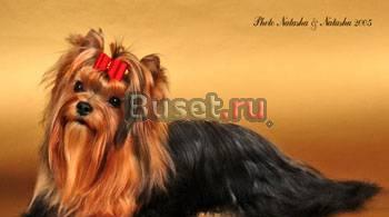 Щенок йорка Санкт-Петербург