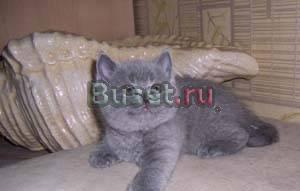 Британские короткошерстные котята голубого и лилов Москва
