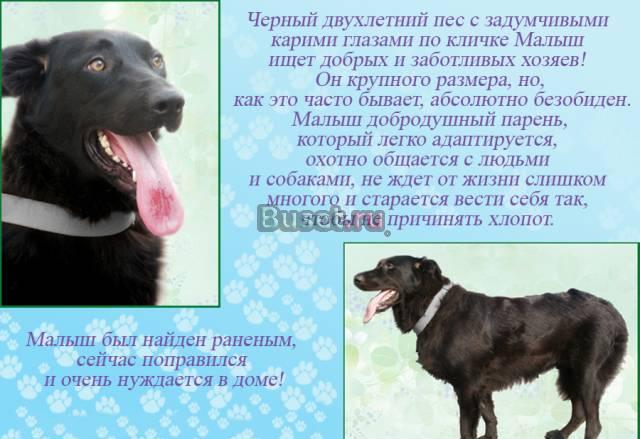 Пушистый медвежонок ищет хозяина Санкт-Петербург