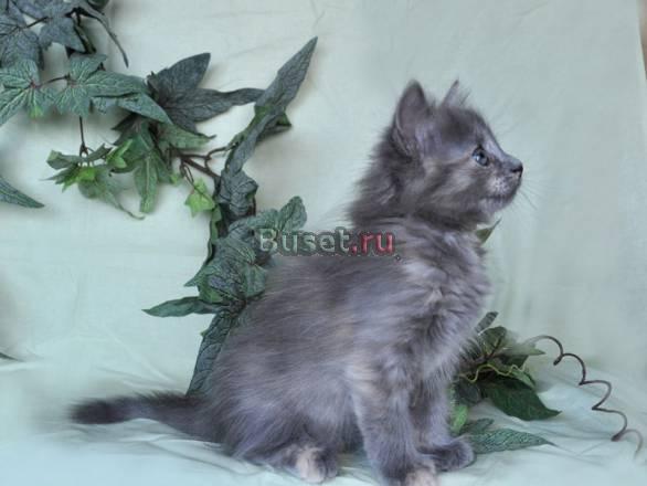 Сибирский котенок - клубная голубокремовая девочка Москва