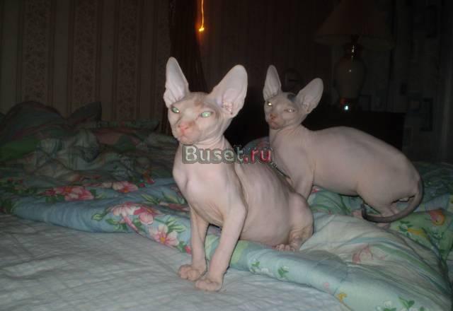 Котятки сфинксятки Москва