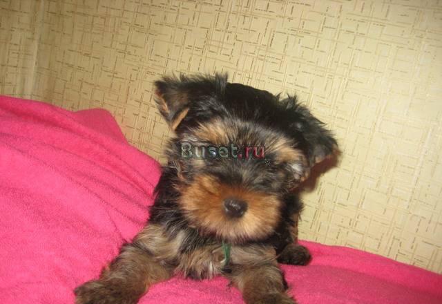 Щенки йоркширского терьра Пермь