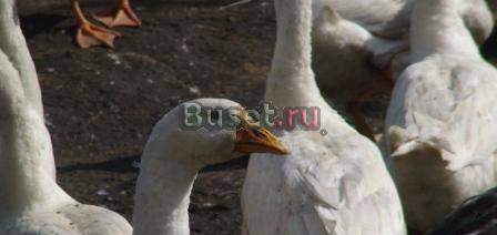 Гуси королевские Новосибирск