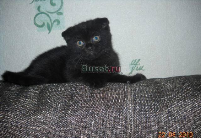 Шотландский вислоухий котенок Москва