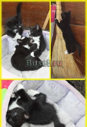 Отдам маленьких котяток в очень хорошие руки Владивосток