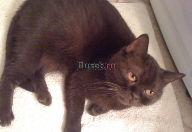 Отдам британскую кошку Москва