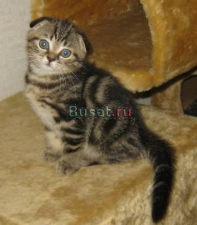 Котик мраморный вислоухий Москва