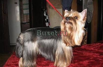 Стрижка Йорка в Волгограде Волгоград