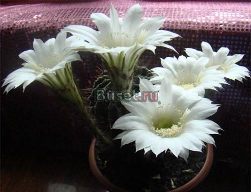 Дипломные, курсовые, контрольные, лабораторные Кемерово