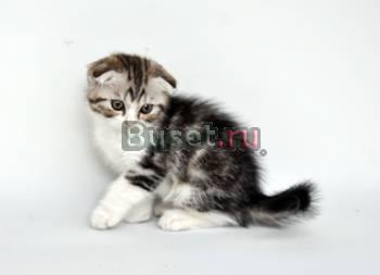 Шотландский вислоухий котик Москва