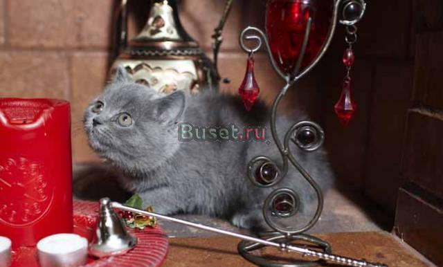 Oчаровательные британские котята Москва