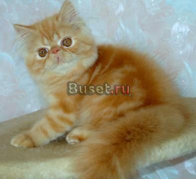 Персидский котик - окрас красный мрамор Москва