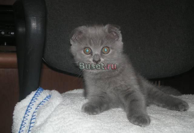 Британские котята Москва