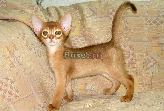 Абиссинские котята Москва