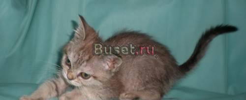 Бурма, бурмила кошки и кот Москва