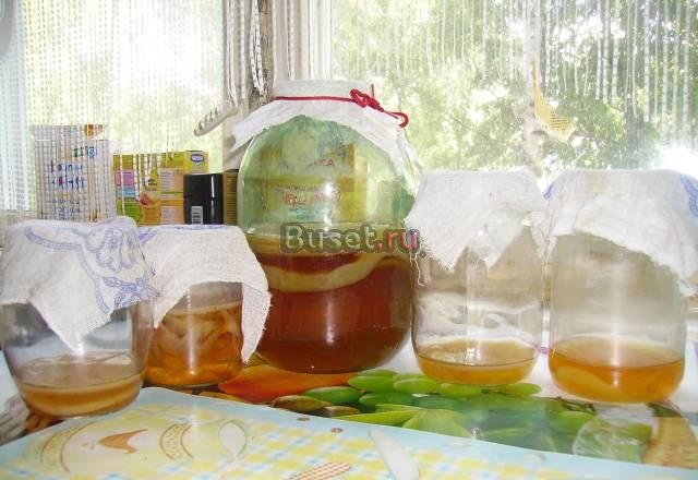 Чайный гриб даром Санкт-Петербург