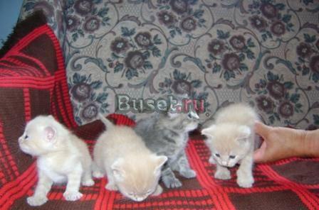 В добрые руки котенок Санкт-Петербург