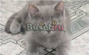 Британские и вислоухие котята Москва