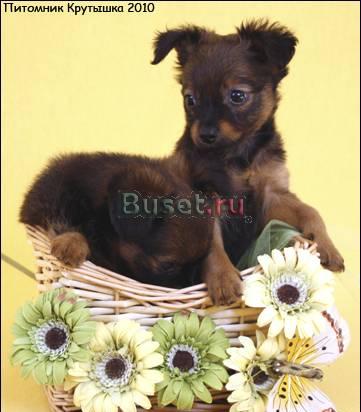 Русский той длинношёрстный, мальчик Санкт-Петербург