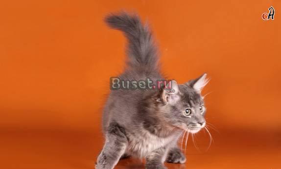 Сибирские котята, продаются Санкт-Петербург