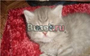 Британские кошечки , однотонные и мрамор Москва