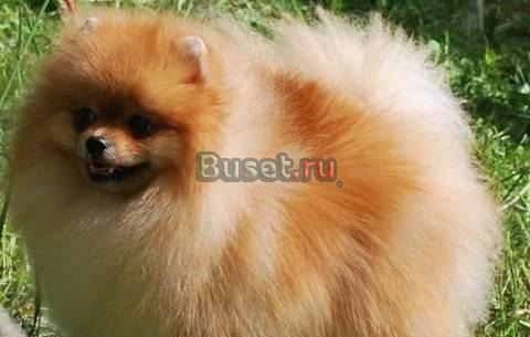 Померанский шпиц из питомника Москва