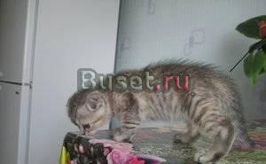 Кошечка, шотландская вислоухая Уфа