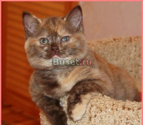 Шоколадно-красная шотландская кошечка Санкт-Петербург