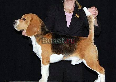 Бигля высокопородные  щенки Тольятти