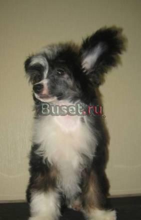 Щенки китайской хохлатой собаки Кострома