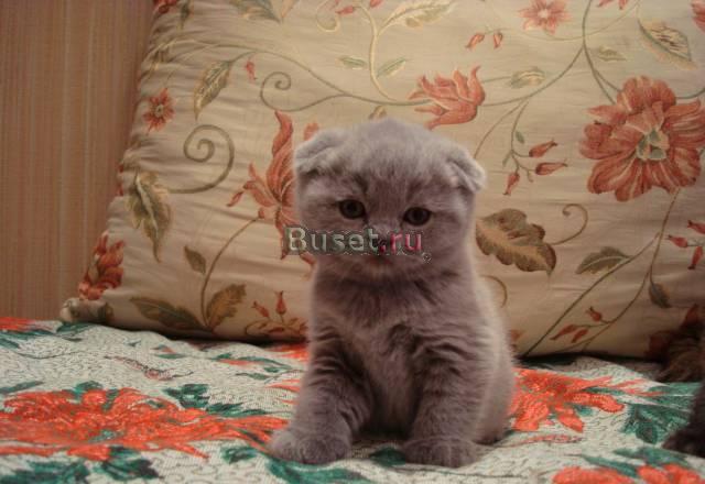Шотландской вислоухой котенка Воронеж
