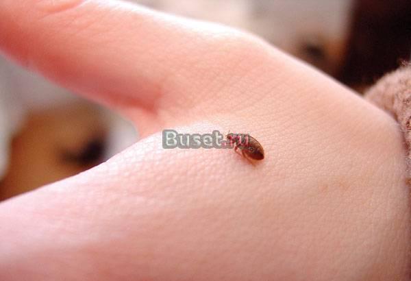 Клопы, тараканы. Выгоним за час Дезинсекция Санкт-Петербург