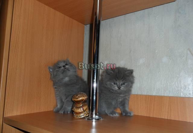 Британские котята Смоленск