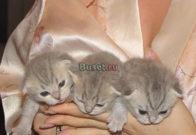 Котята Британцы короткошорстные Москва