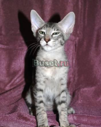 Продаются котята Санкт-Петербург