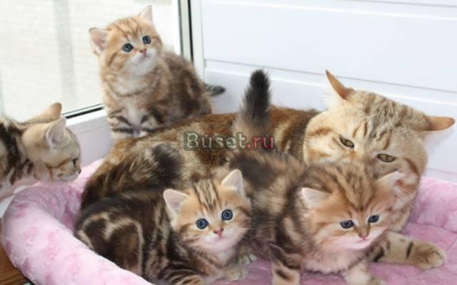 Золотые мраморные котята Москва
