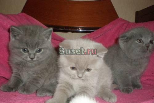 Британские и вислоухие котята Санкт-Петербург