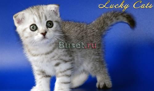 Шотландская вислоухая, окрас "вискас" Москва
