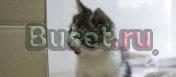 Котенок по имени андре Краснодар