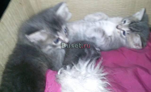 Отдам в добрые руки котяток Москва