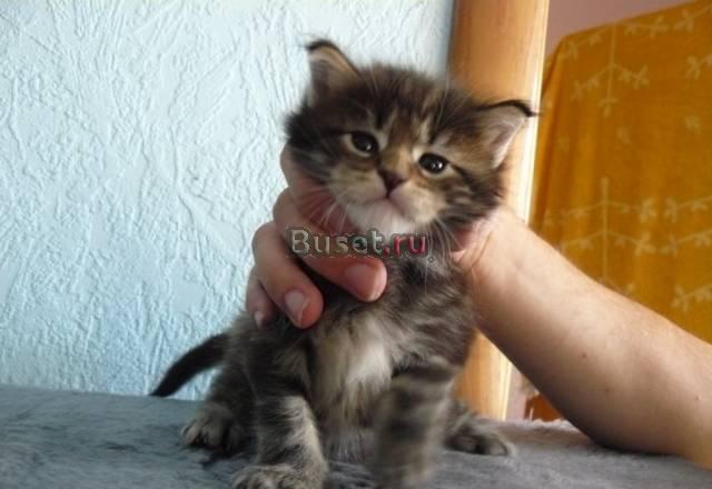 Мейнкунчики котята Челябинск