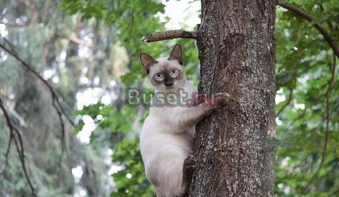 Котёнок Москва