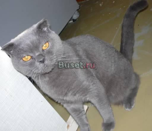 Кот Британский 1,5 года Волгоград