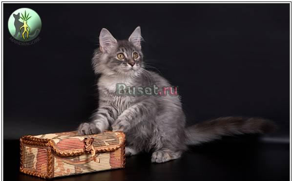 Профессиональный питомник Мэйн-Кунов Москва