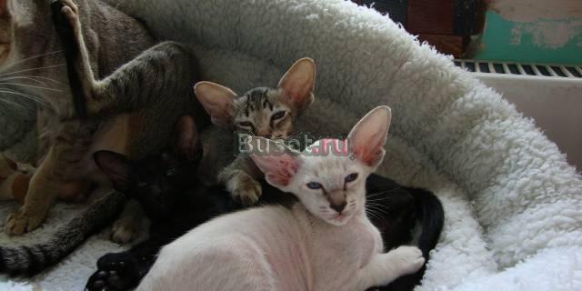 Сиамский  котенок (кот) Москва