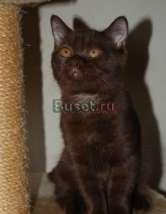 Британский котик шоколадного окраса Москва
