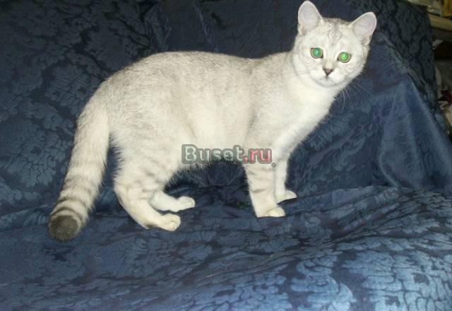Британские котята Иркутск