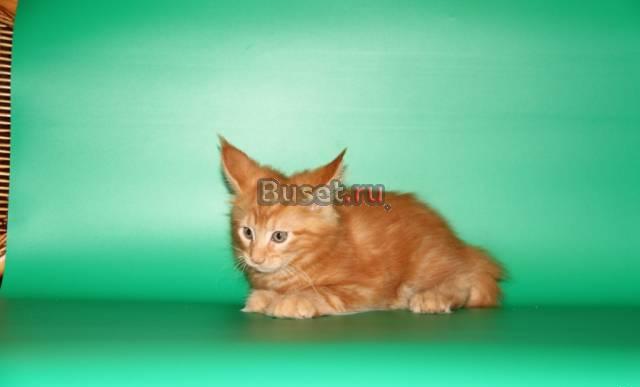 Продажа котенка Мейн Куна Москва