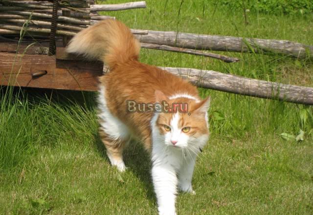 Отдам кота в добрые руки Москва